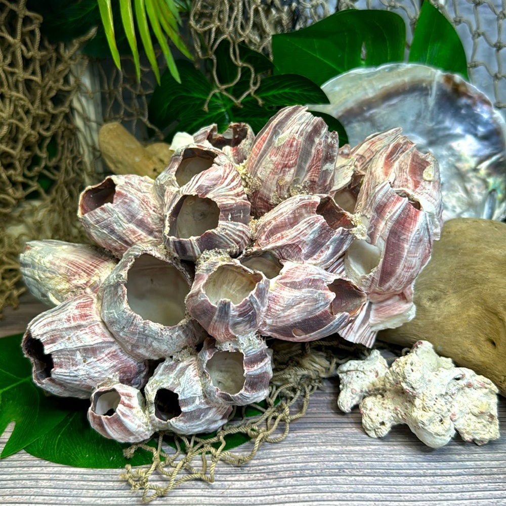 VTG  NATURAL Barnacles Cluster BEACH OCEAN AQUARIUM COASTAL SHELL NAUTICAL DECOR